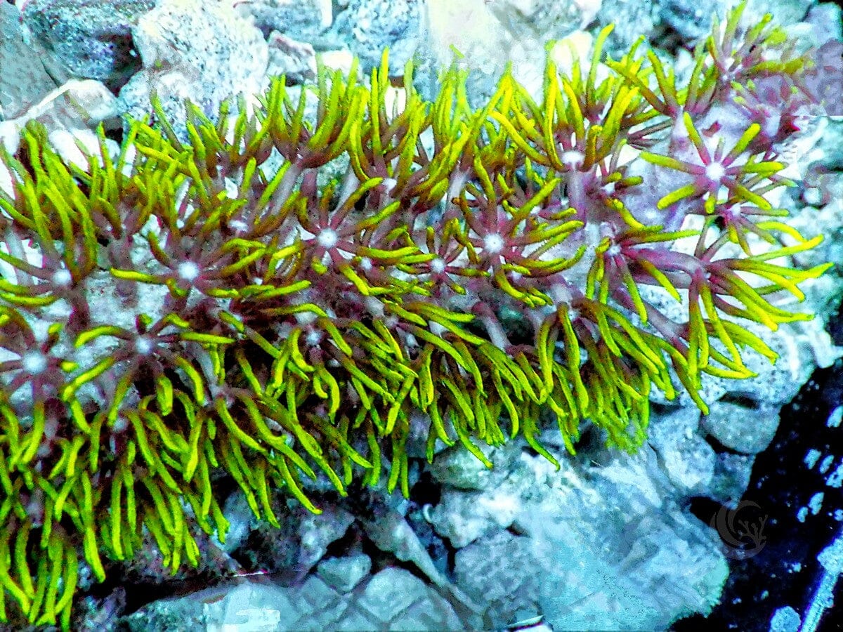 Branching Green Star Polyps