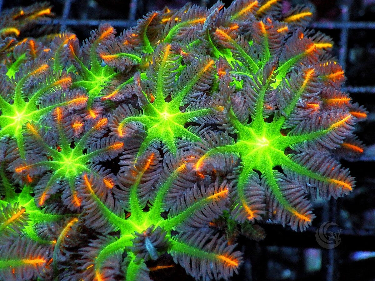 Fireworks Clove Polyps