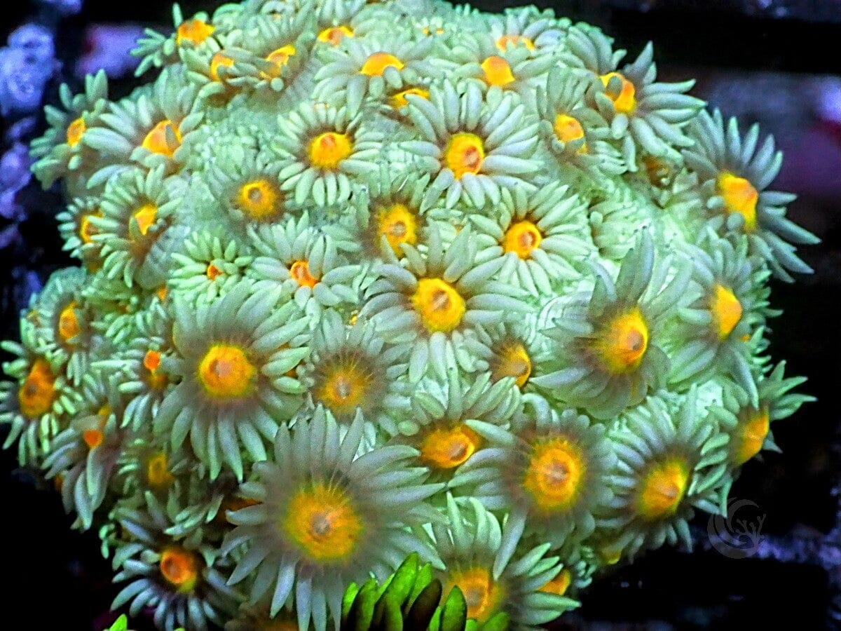 Lime-Yellow Goniopora