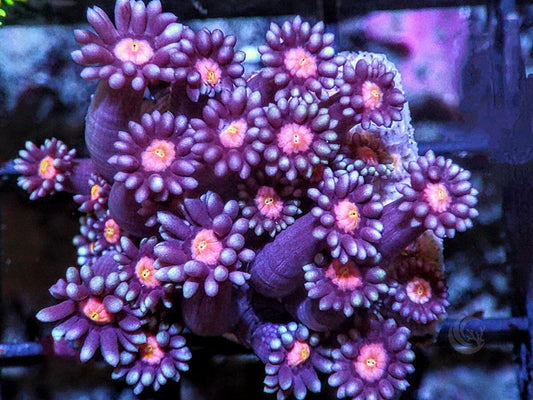 Red-Maroon Goniopora