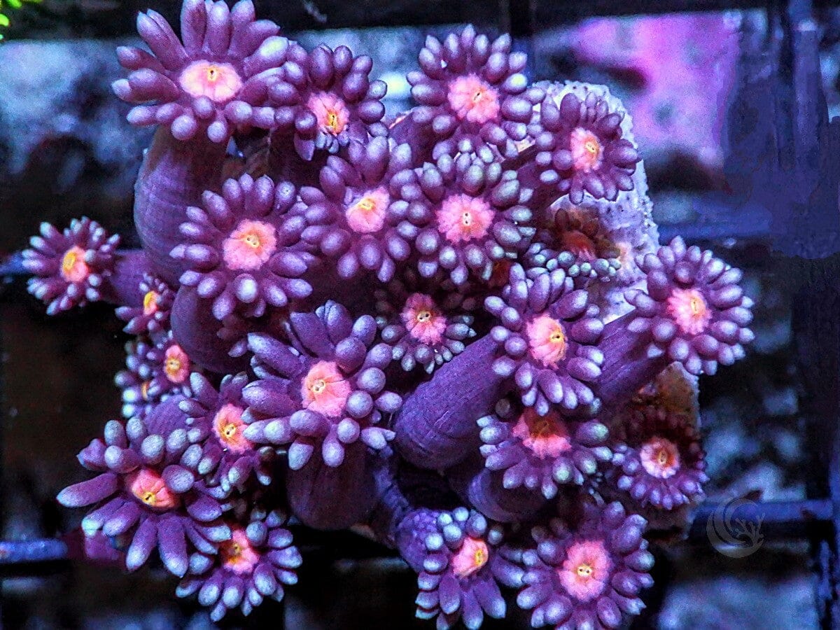 Red-Maroon Goniopora