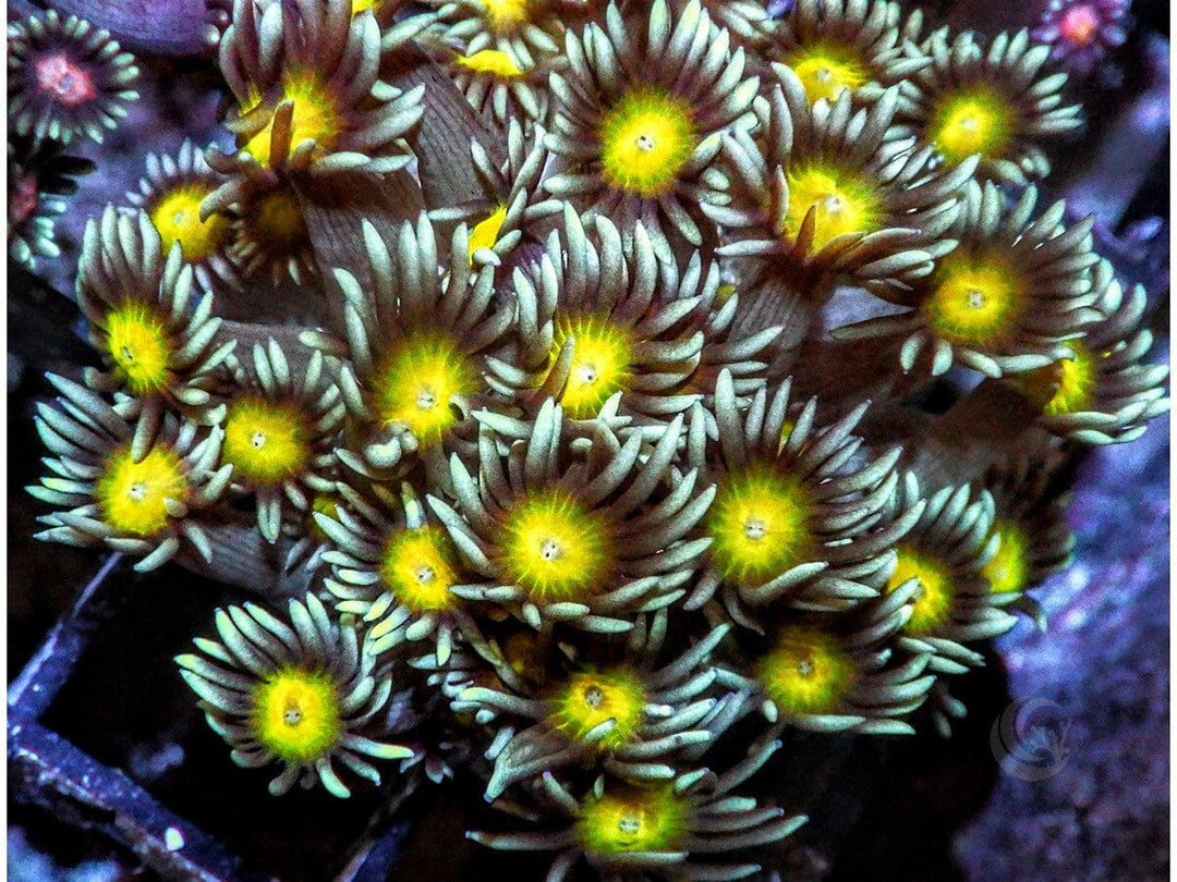 Lemon Goniopora