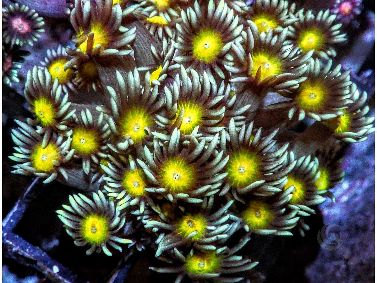 Lemon Goniopora