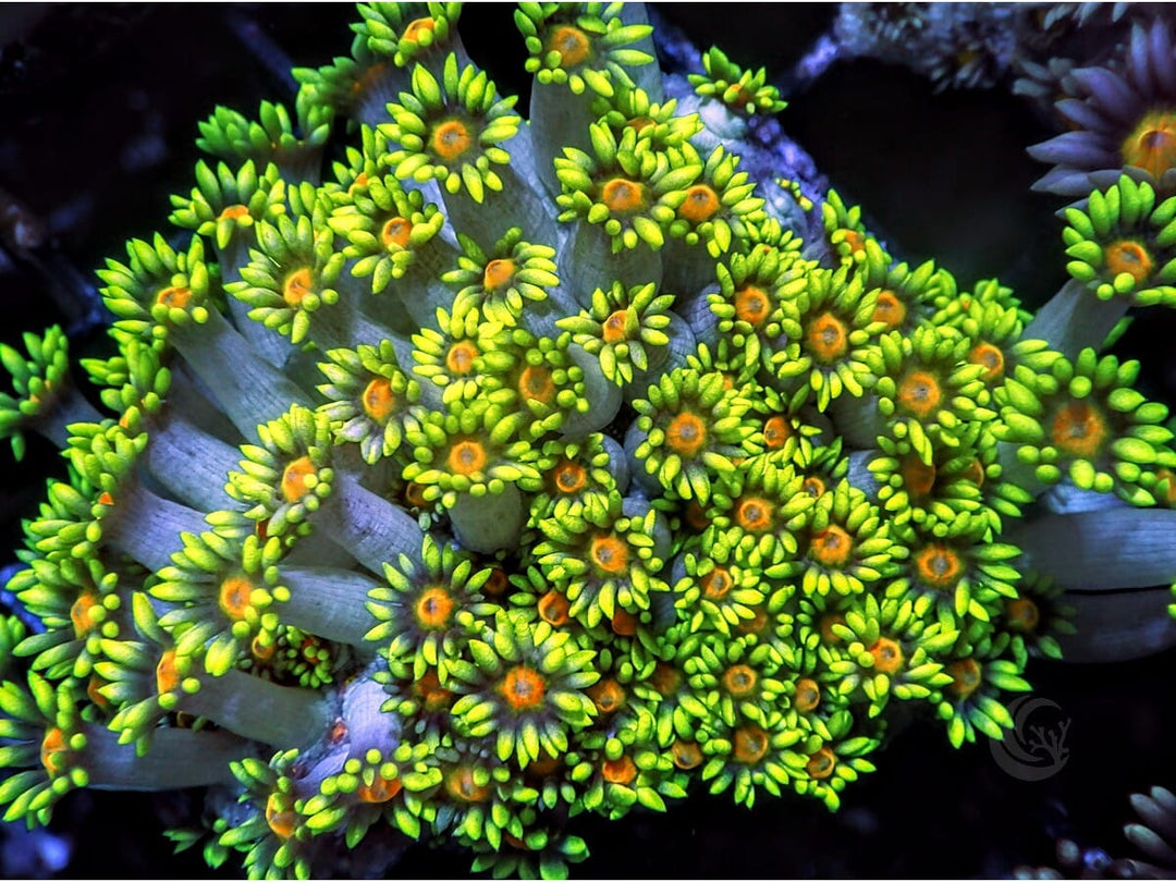 Orange Dot Goniopora