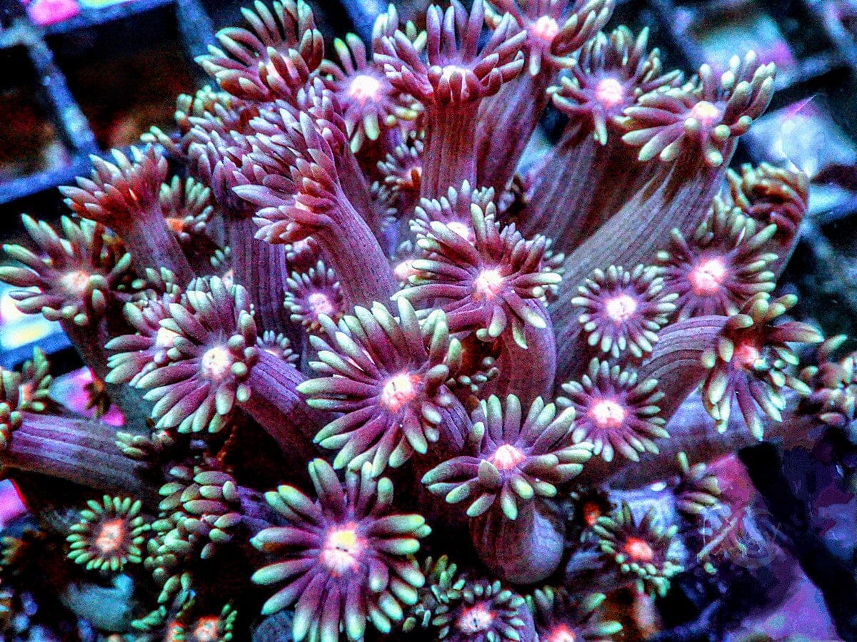 Red-Green Goniopora