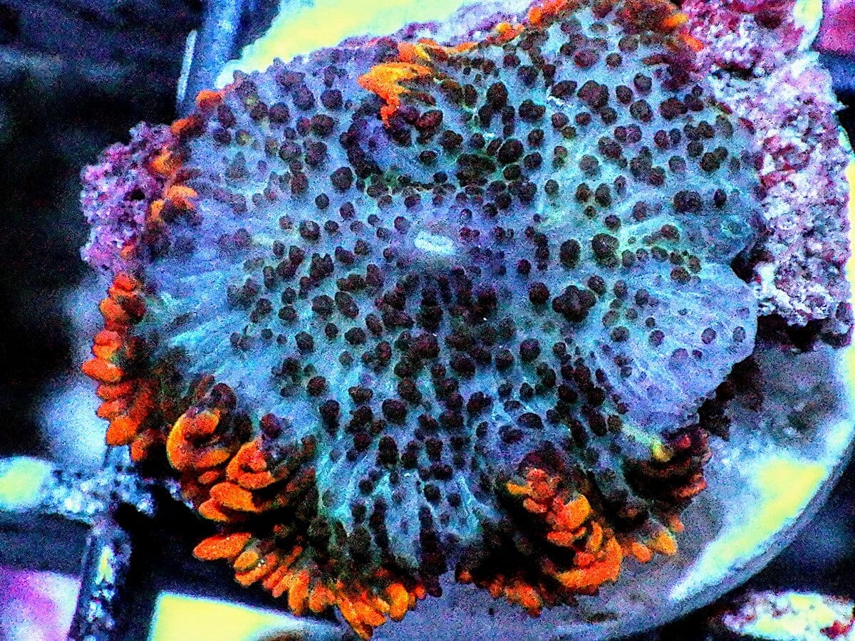 Fire rim Rhodactis Mushroom