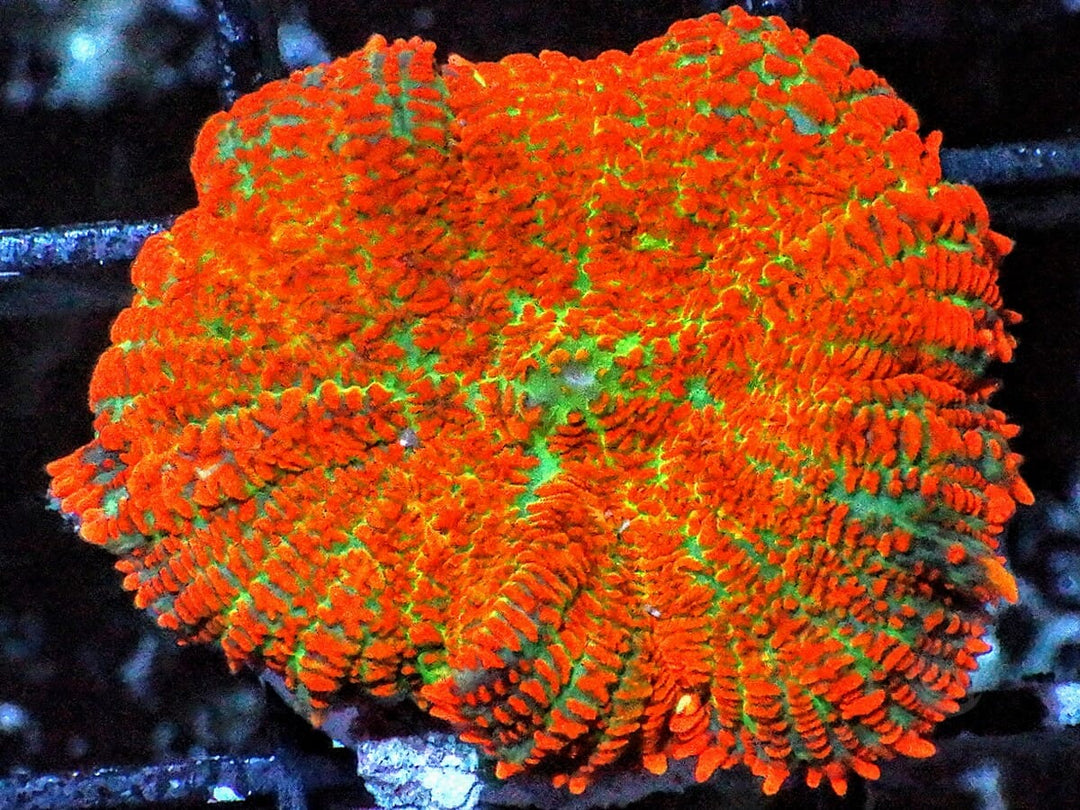 Orange Krinkles Rhodactis Mushroom