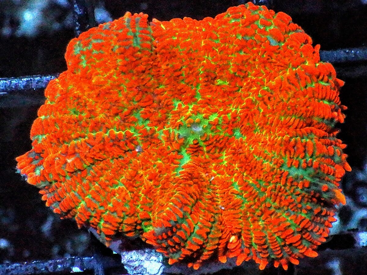 Orange Krinkles Rhodactis Mushroom