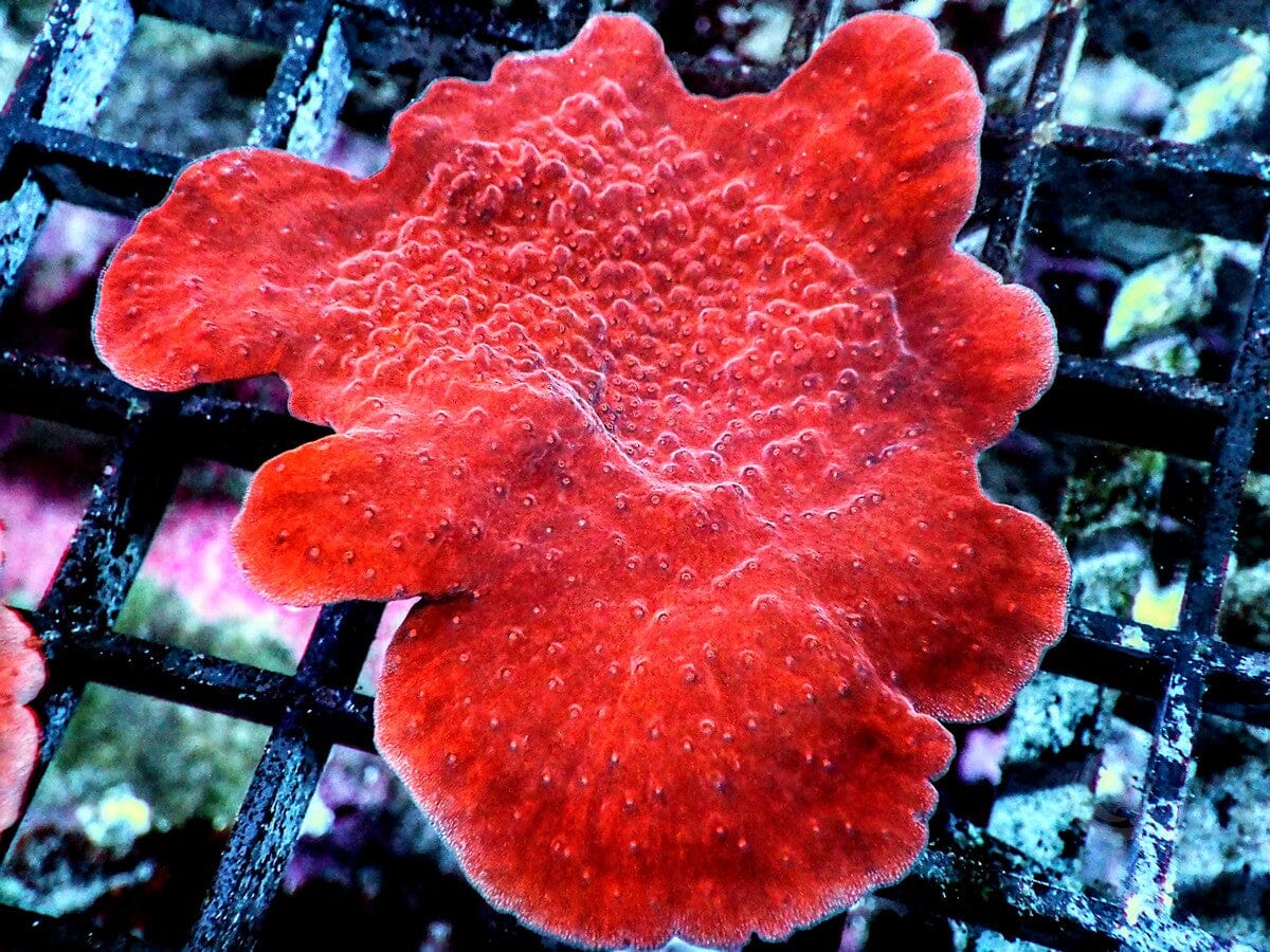Cherry Plating Montipora