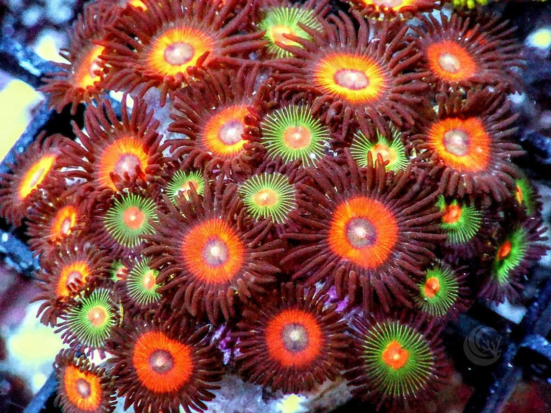 Ultra Zoanthid Combo