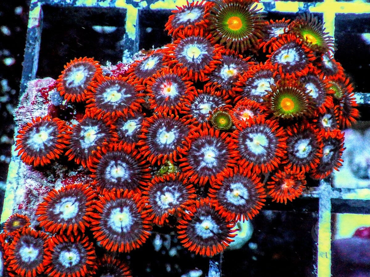 Fire and Ice Zoanthids 