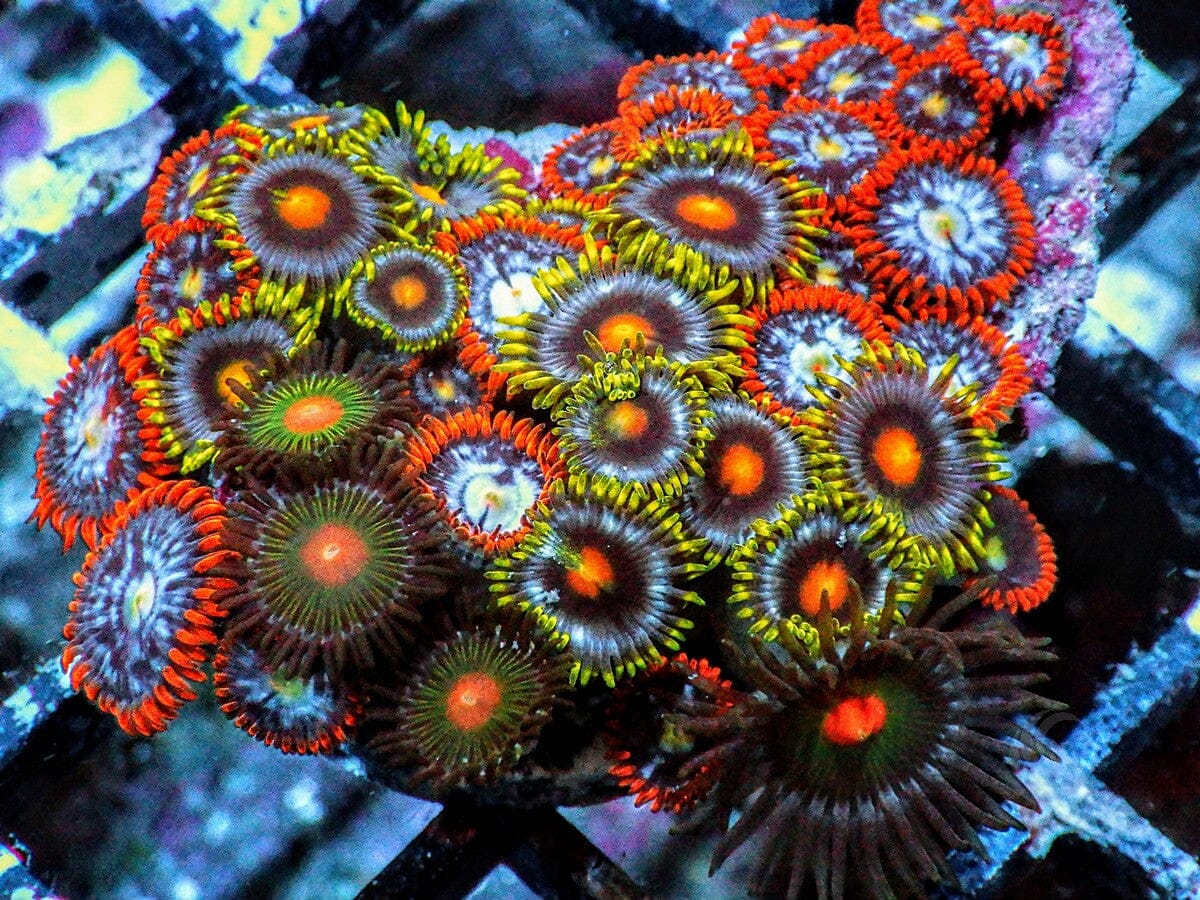 Ultra Zoanthid Combo