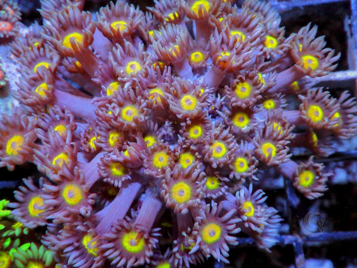 Yellow-Rose Goniopora