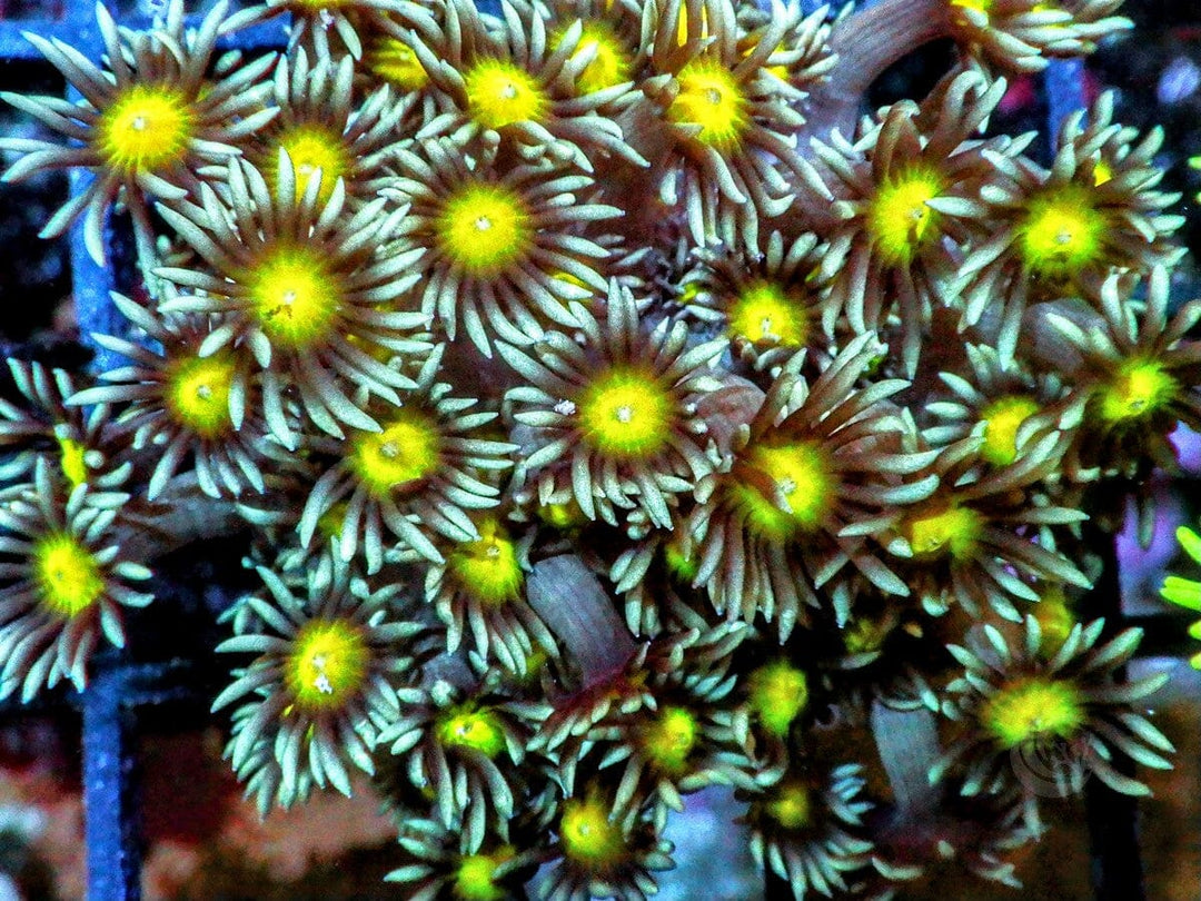 Lemon Goniopora