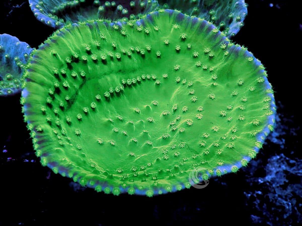 Bright Green Cup Turbinaria