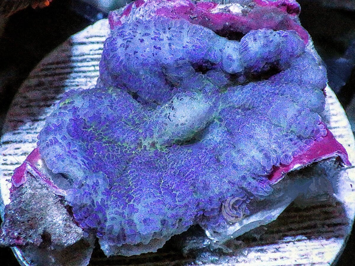 Blue Rhodactis Mushroom