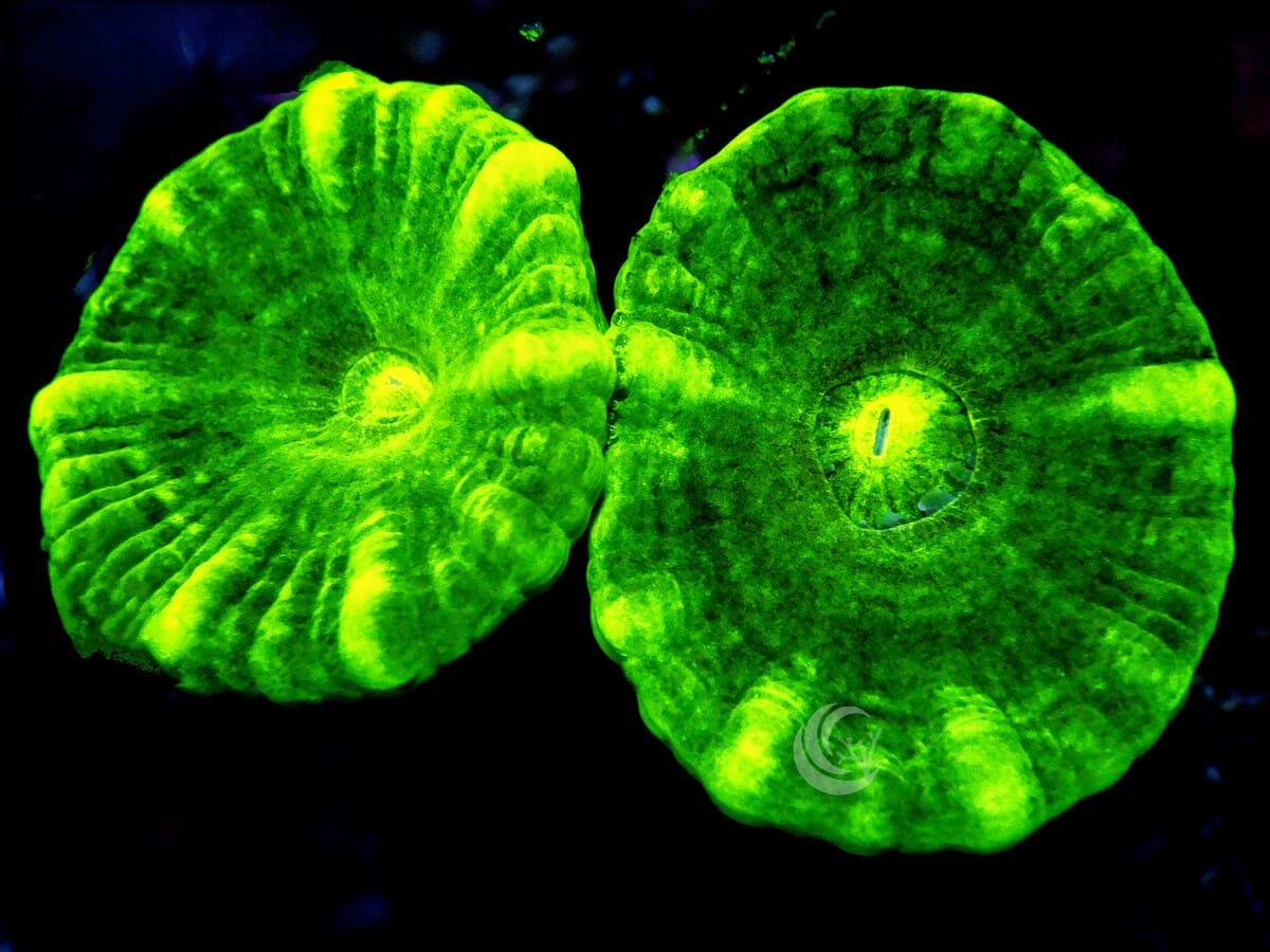 Radioactive Kryptonite Caulastrea