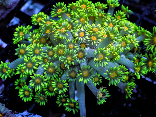 Orange Dot Goniopora