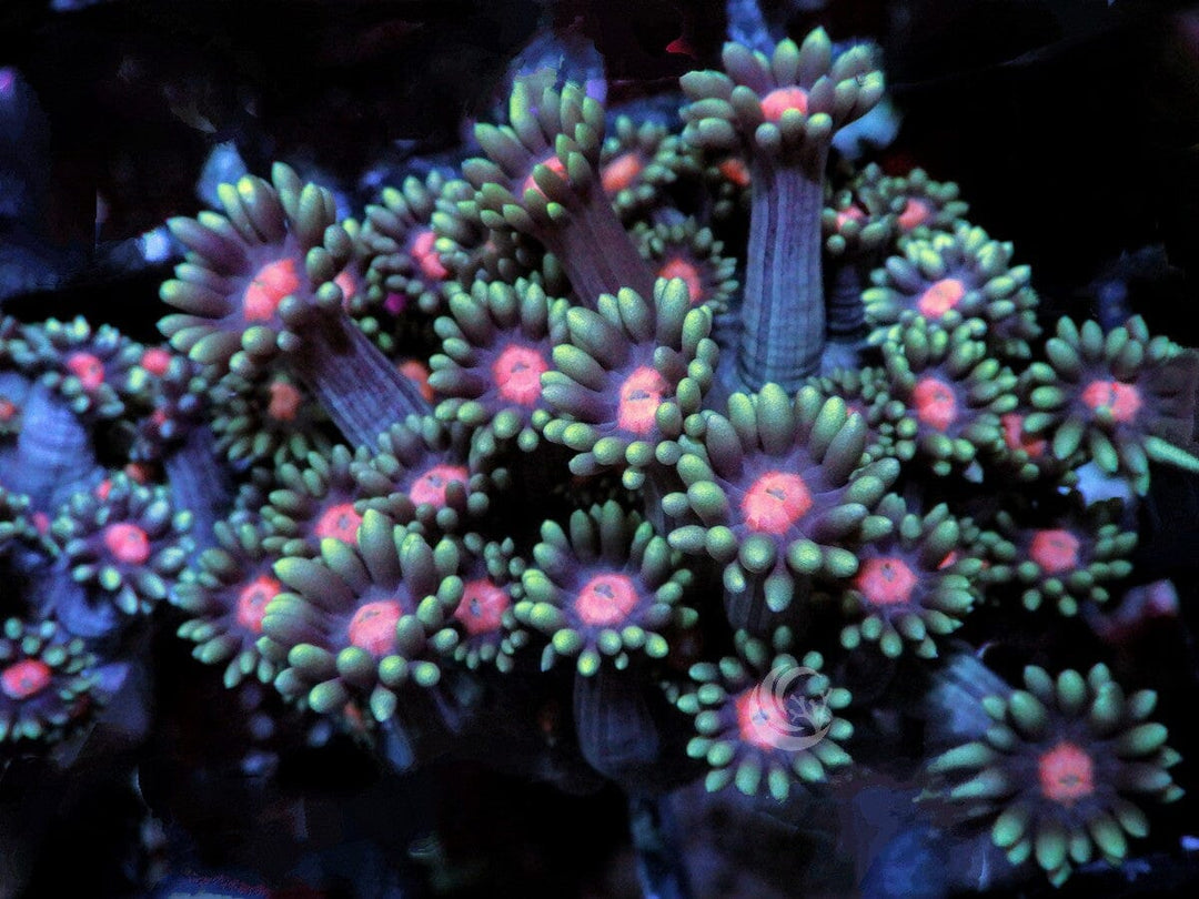 Red Eyed Green Goniopora