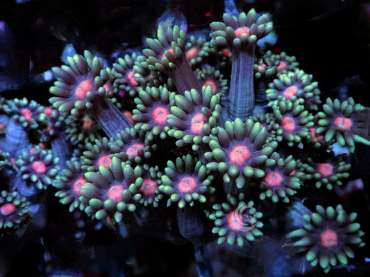 Red Eyed Green Goniopora