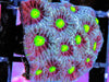 Tricolor War Coral Favites