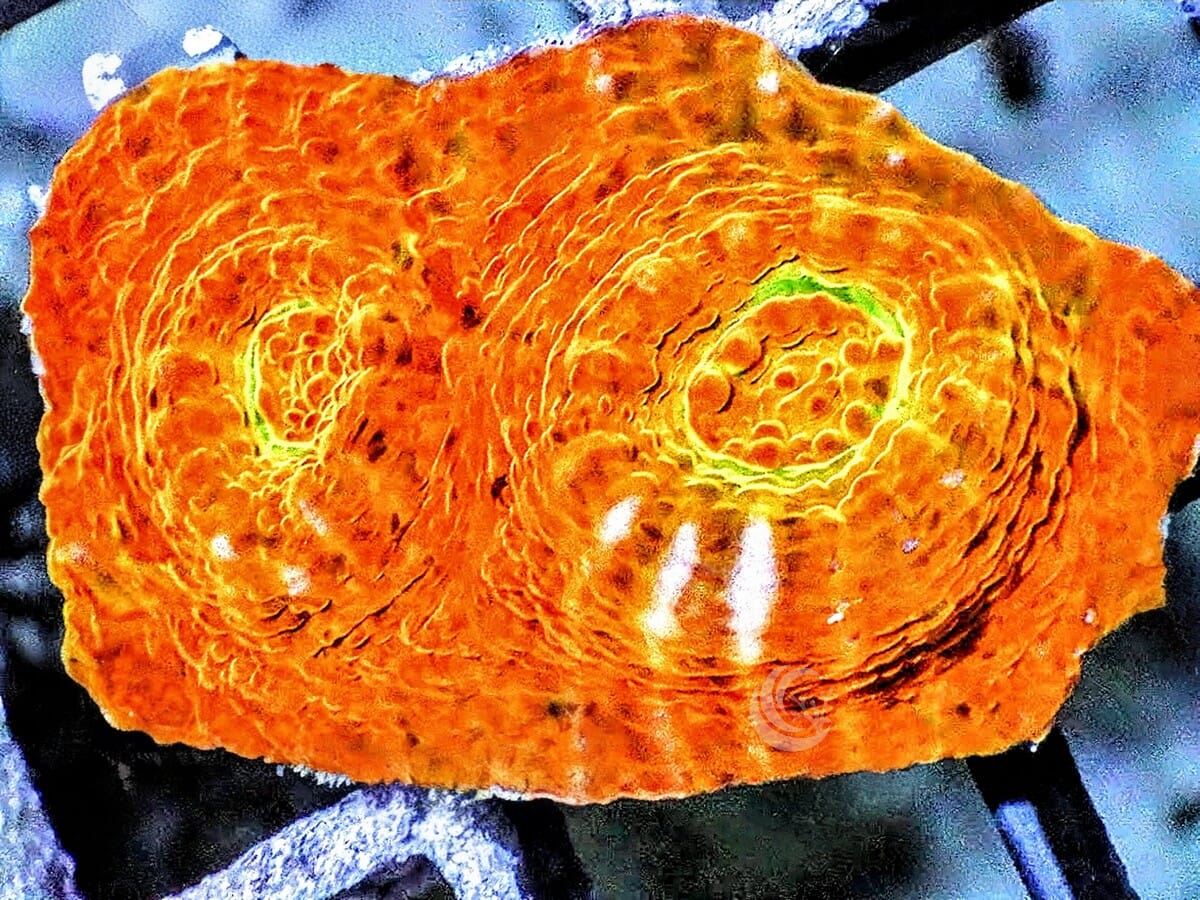 Glowing Orange Chalice