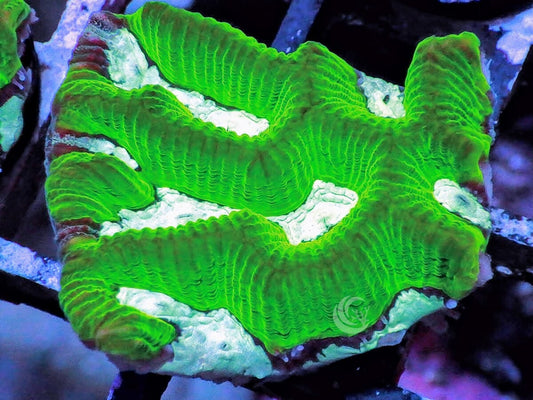 Ultra Platygyra Maze Brain