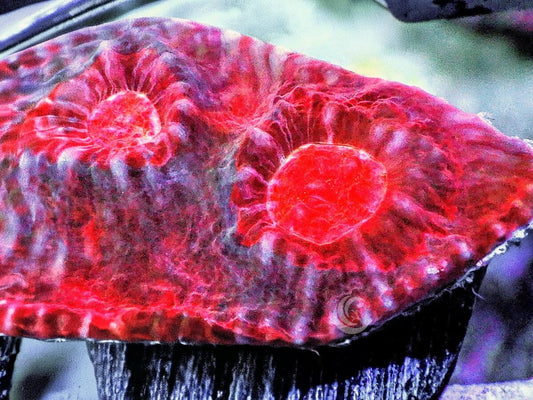 Ruby Fire Chalice