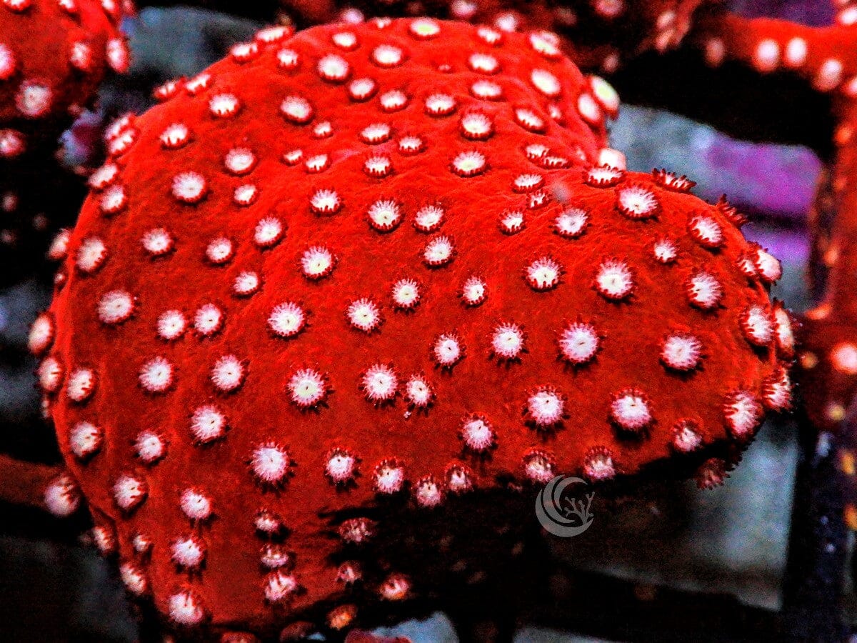 Strawberry Cyphastrea