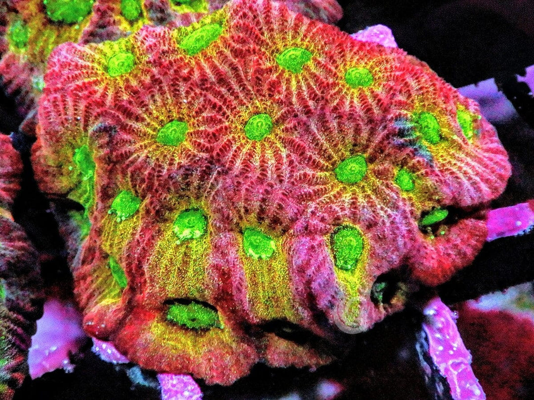 Day Glo Favites