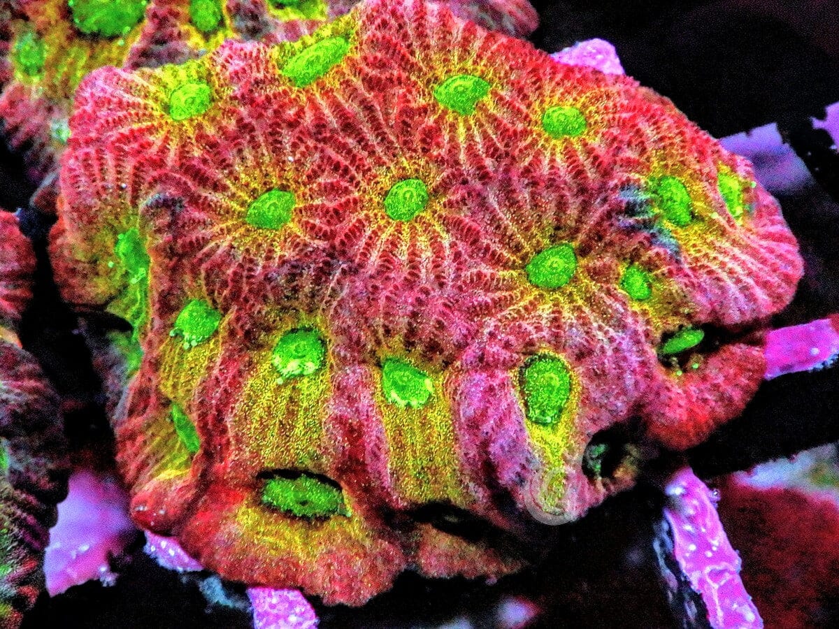 Day Glo Favites