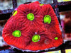 Christmas War Coral Favites