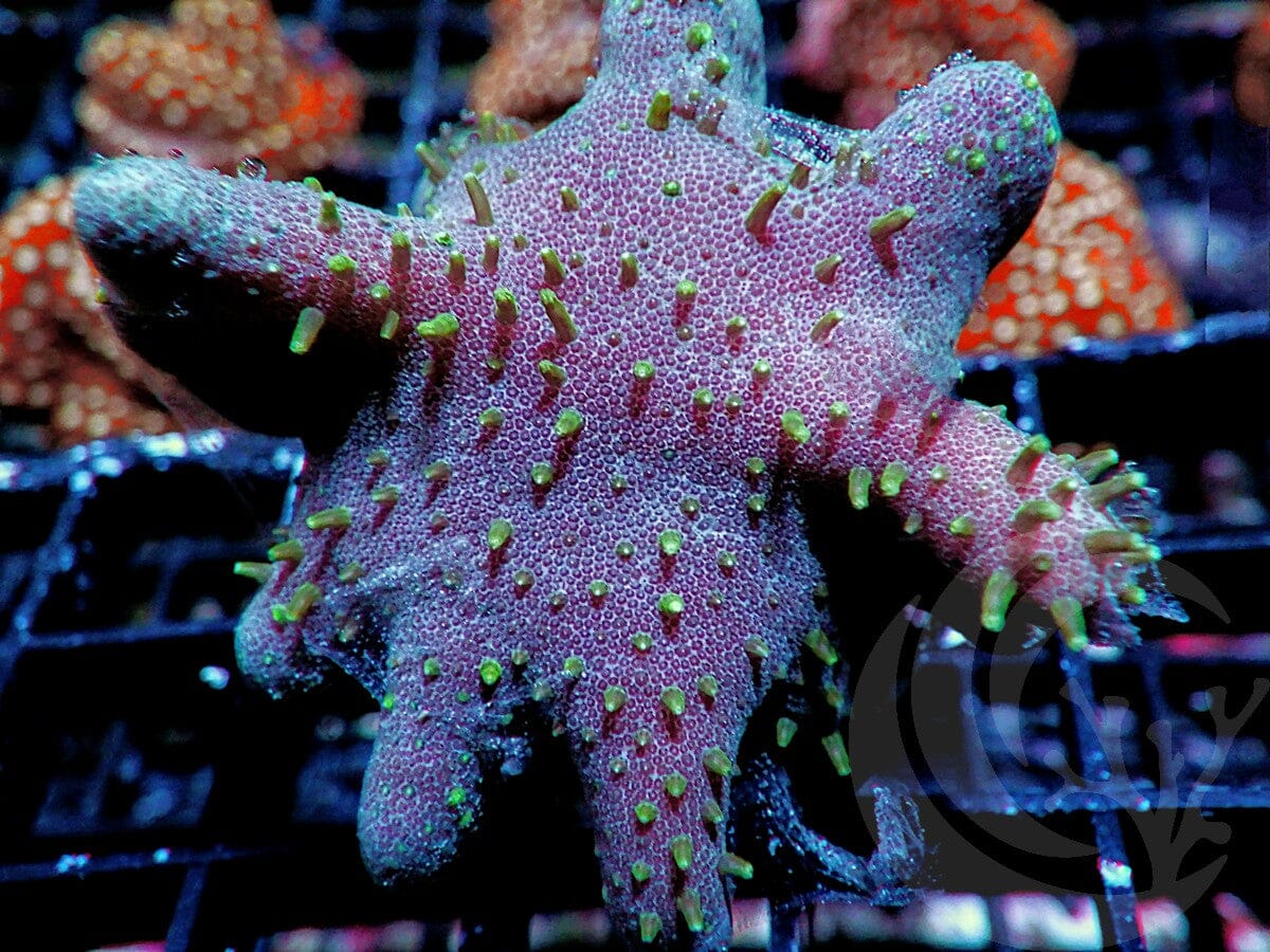 Green Polyp Devil's Hand Leather
