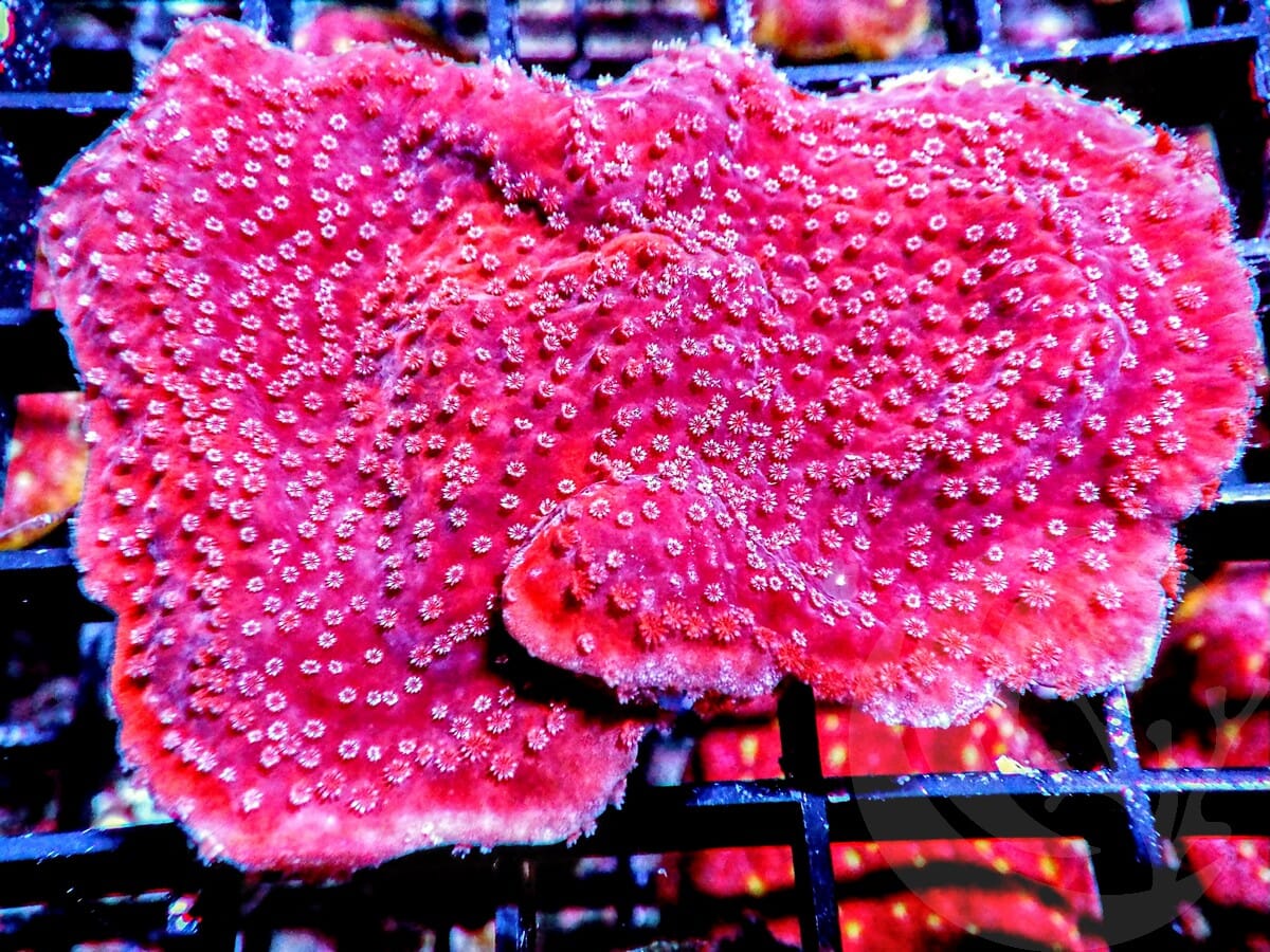 Cherry Plating Montipora