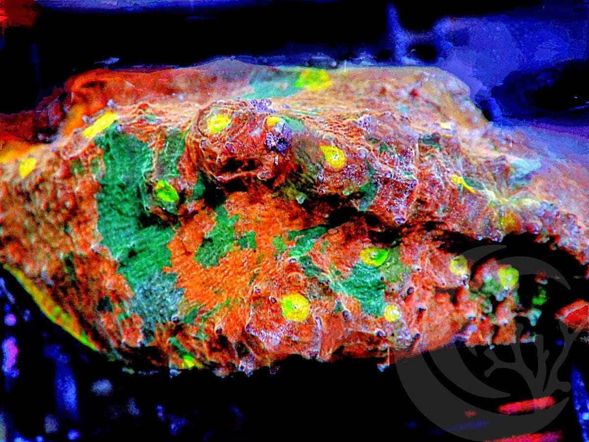 The Ultimate Patchwork Rainbow Chalice