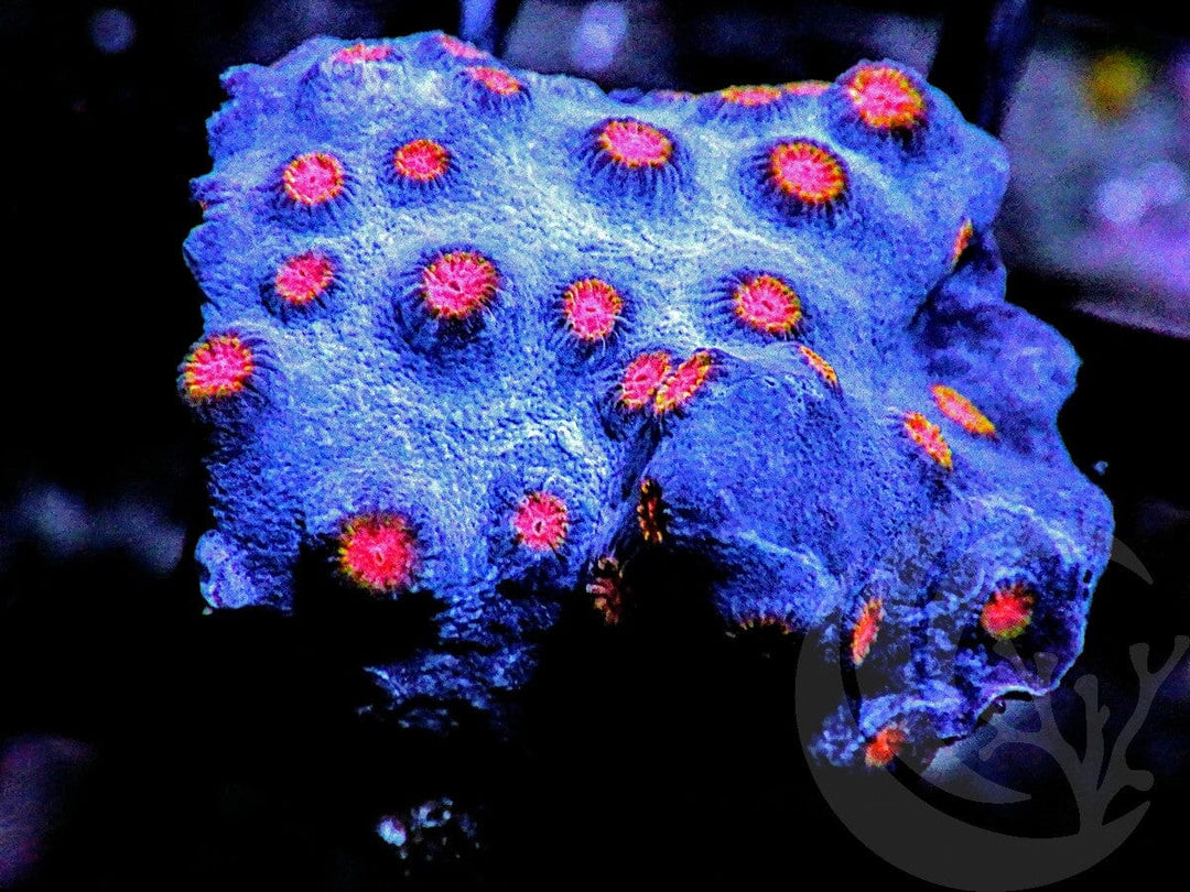 Starry Night Cyphastrea