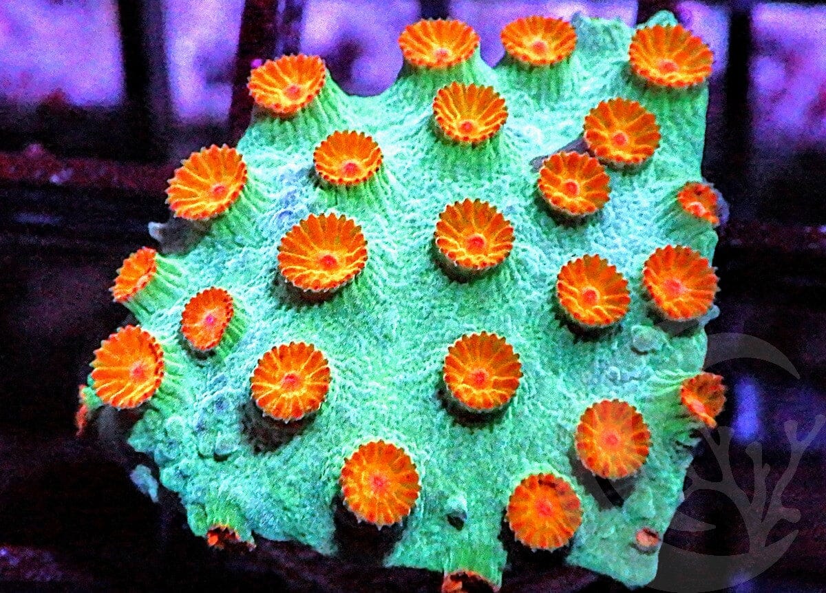 Poppy Pickin Cyphastrea