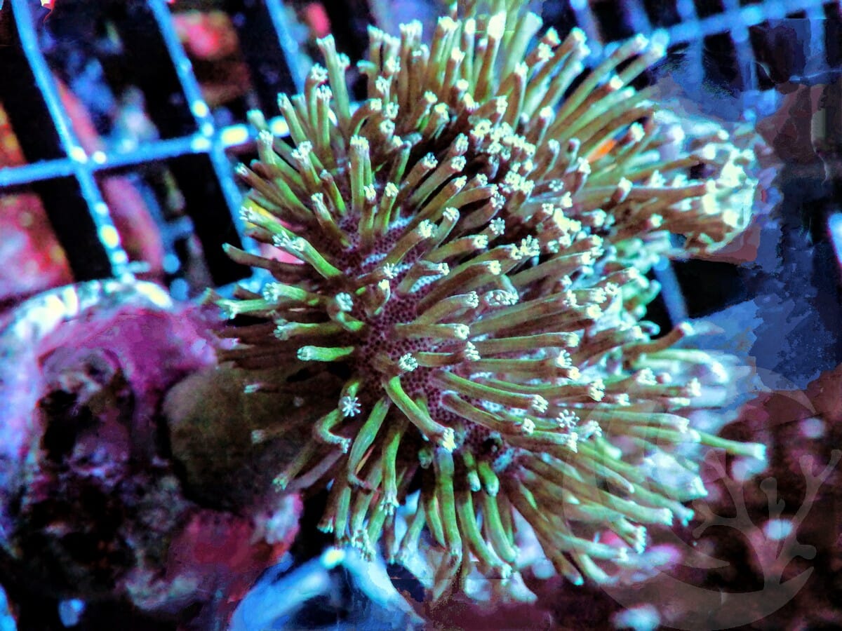 Long Green Polyp Toadstool Leather