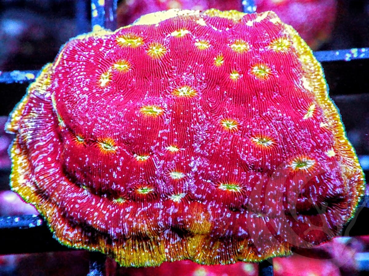 Clepto Leptoseris