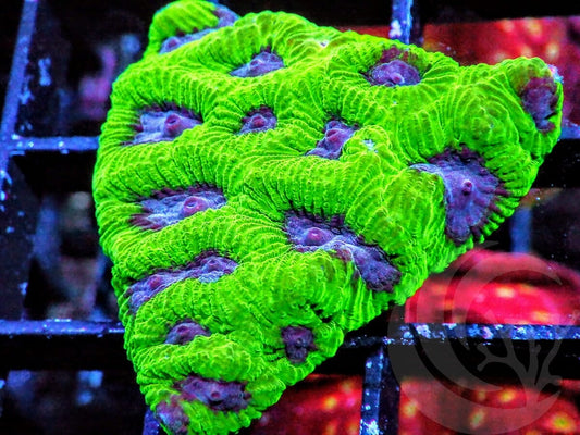 Purple-Green Favites
