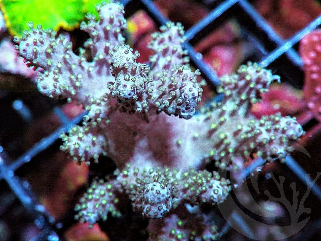 Green Polyp Finger Leather