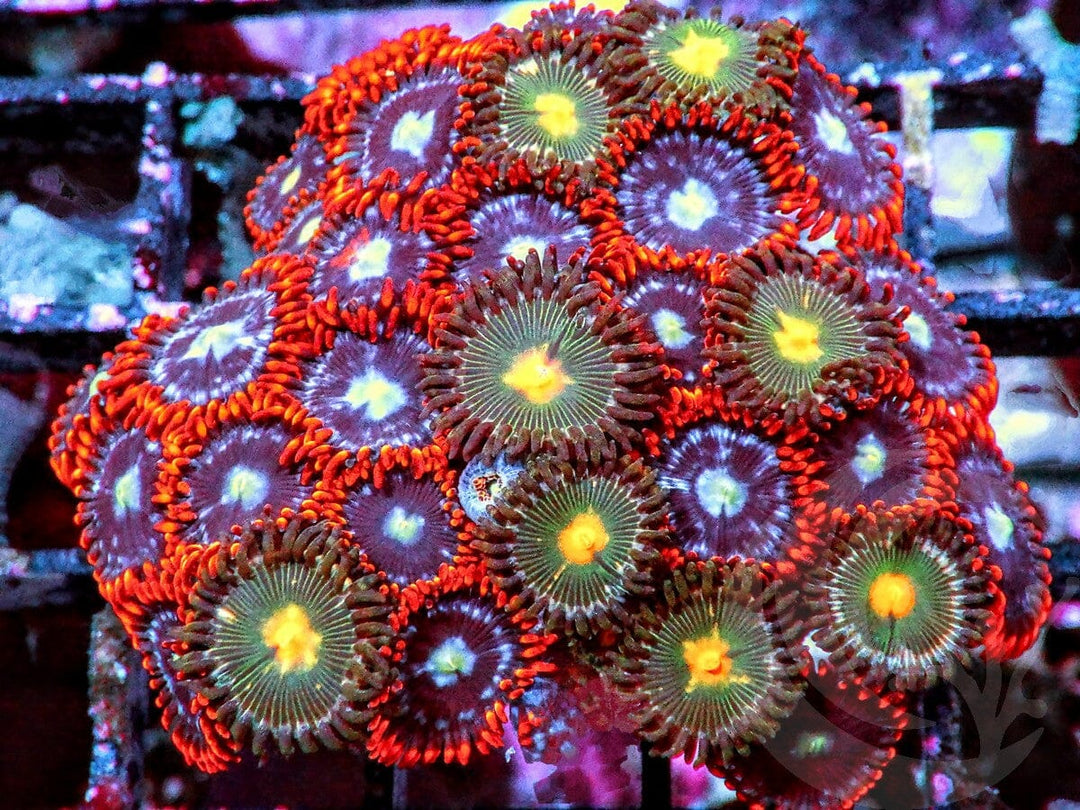 Zoanthid Combo