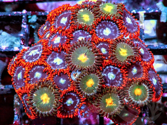 Zoanthid Combo