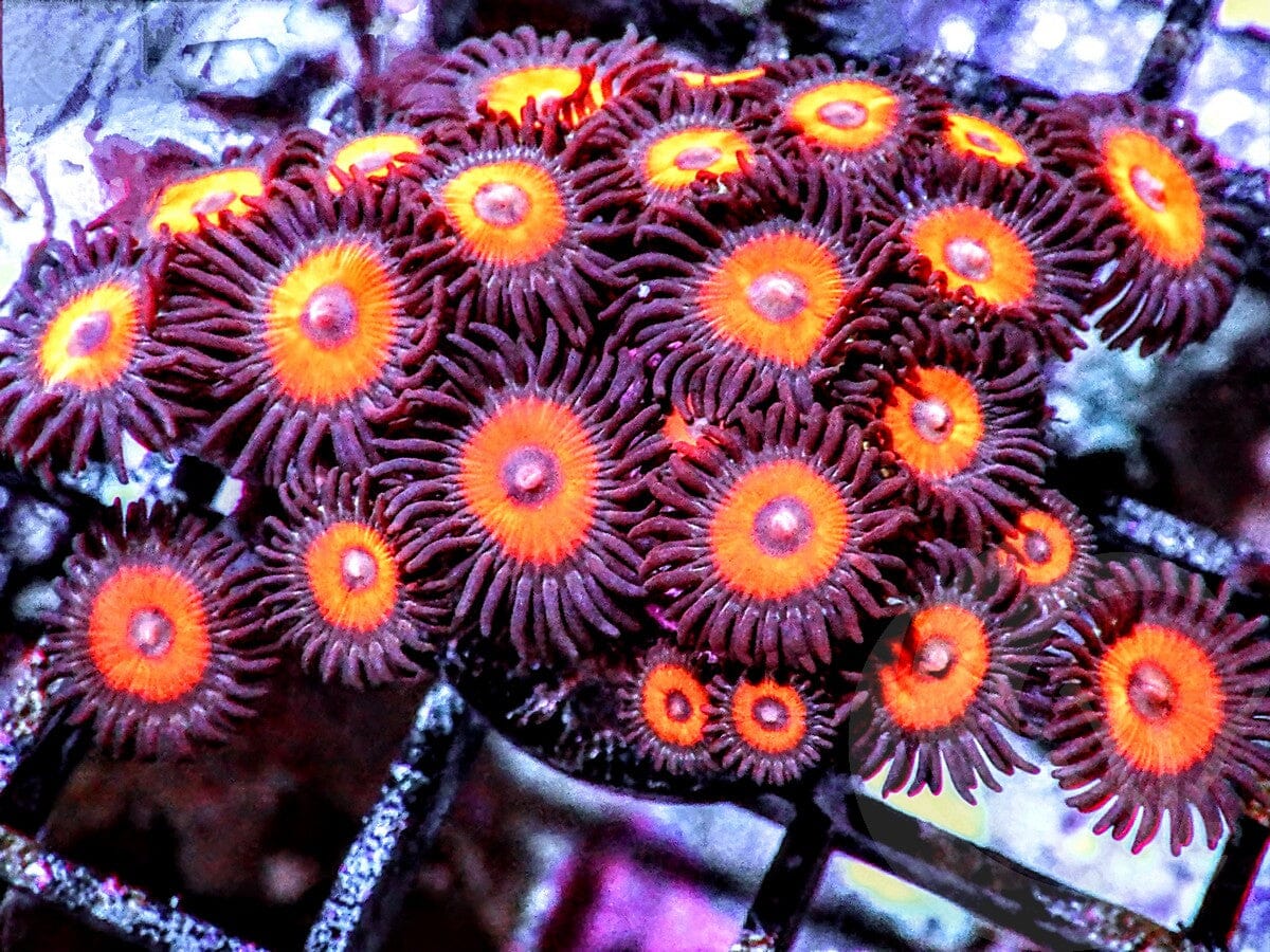 Red Devil Zoanthids