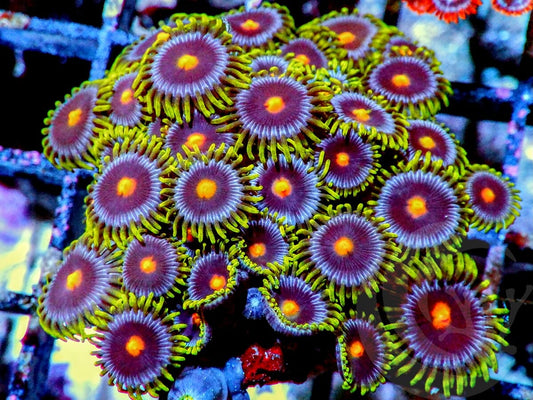 Purple Ring Zoanthids