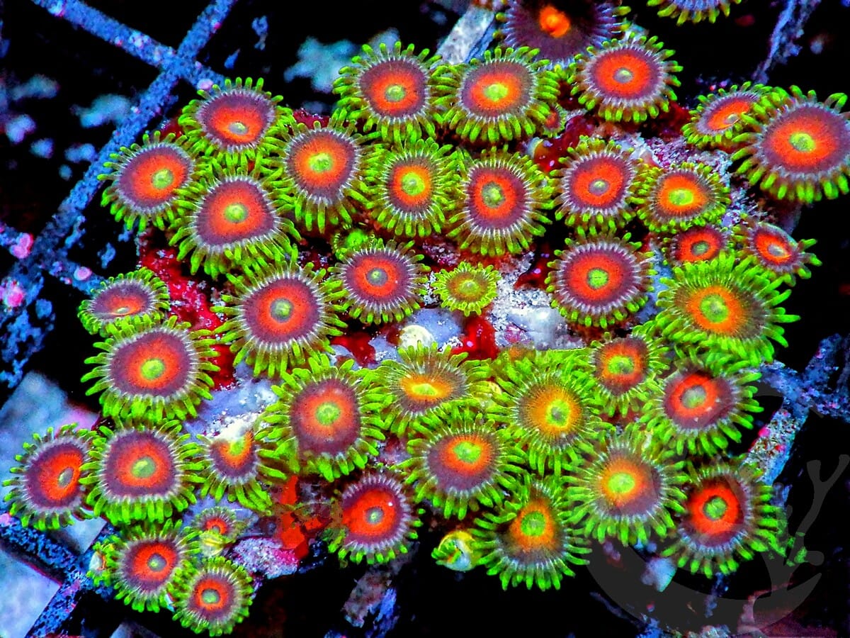 Mixed Eagle Eye Zoanthids