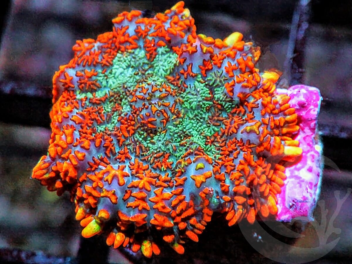 Ultra Superman Rhodactis Mushroom