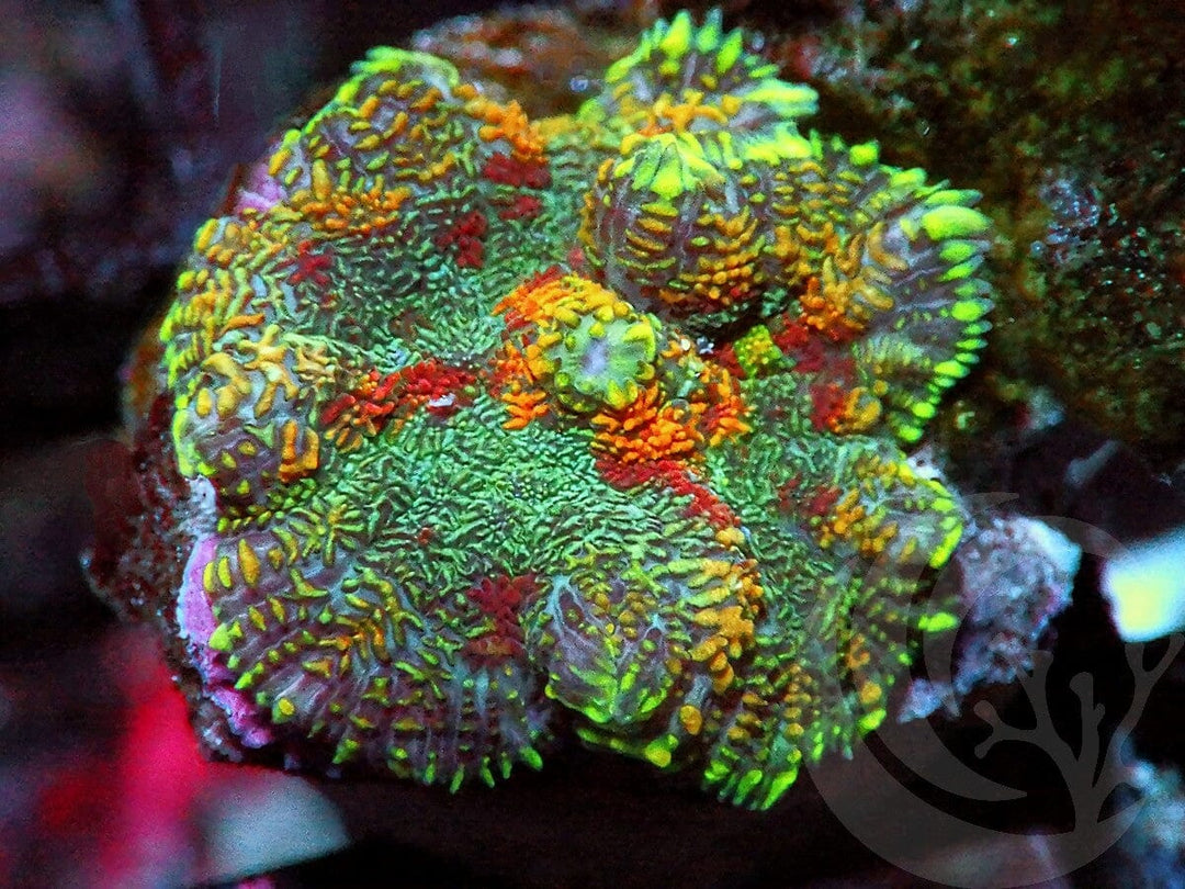 Rainbow Rhodactis Mushroom