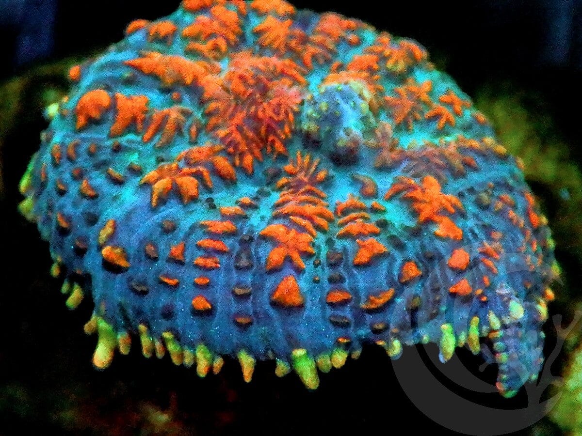 Volcanic Eruption Rhodactis Mushroom
