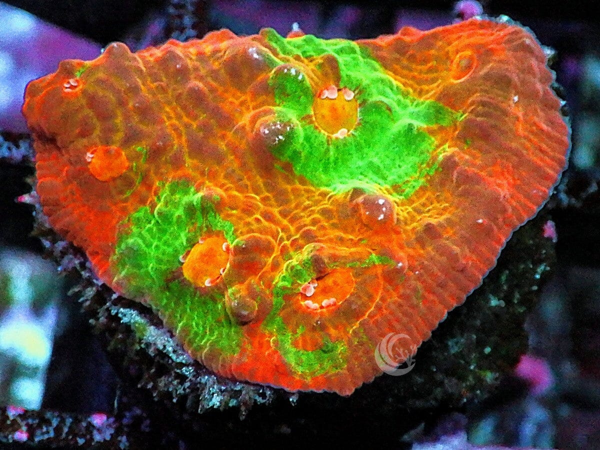 Swirling Dragon Chalice